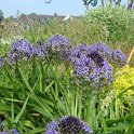 Scilla peruviana fleur